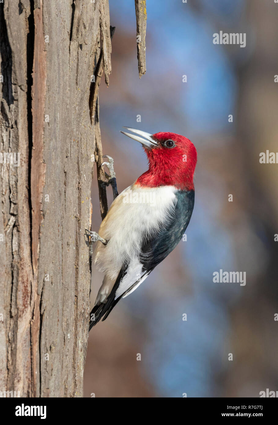 Rothaarige Specht (Melanerpes erythrocephalus) nach Fütterung auf einem Baumstamm im Winter, Iowa, USA Stockfoto