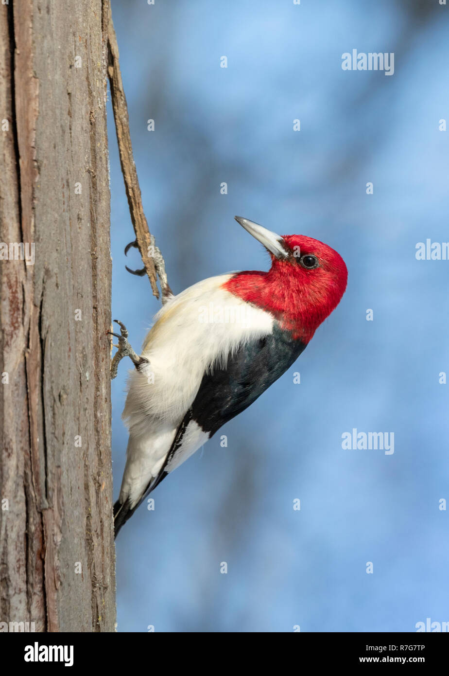 Rothaarige Specht (Melanerpes erythrocephalus) nach Fütterung auf einem Baumstamm im Winter, Iowa, USA Stockfoto