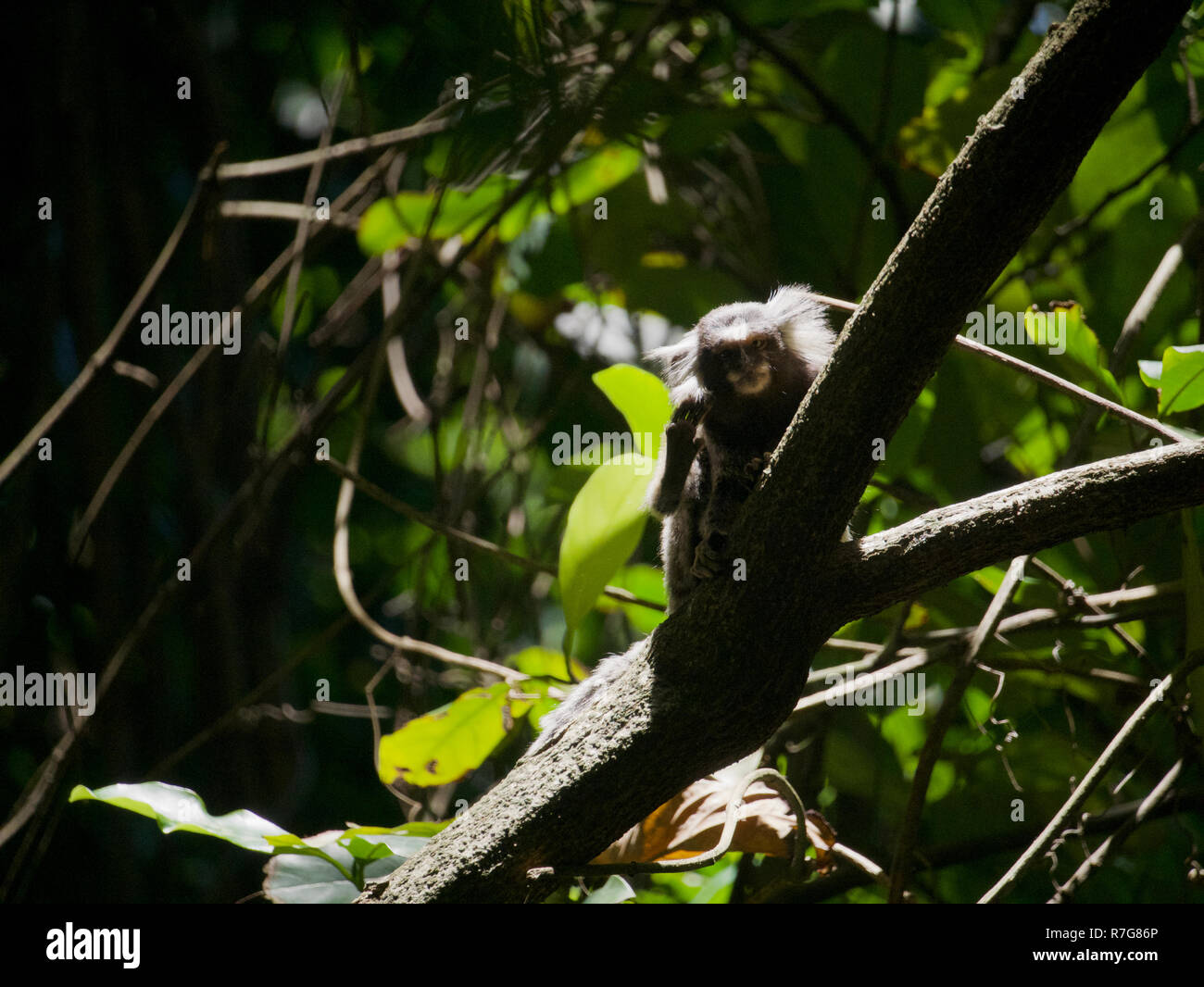 Common Marmoset erscheint in die Kamera zu winken. Aus der Ferne tief in einem tropischen Regenwald in Brasilien übernommen. Stockfoto