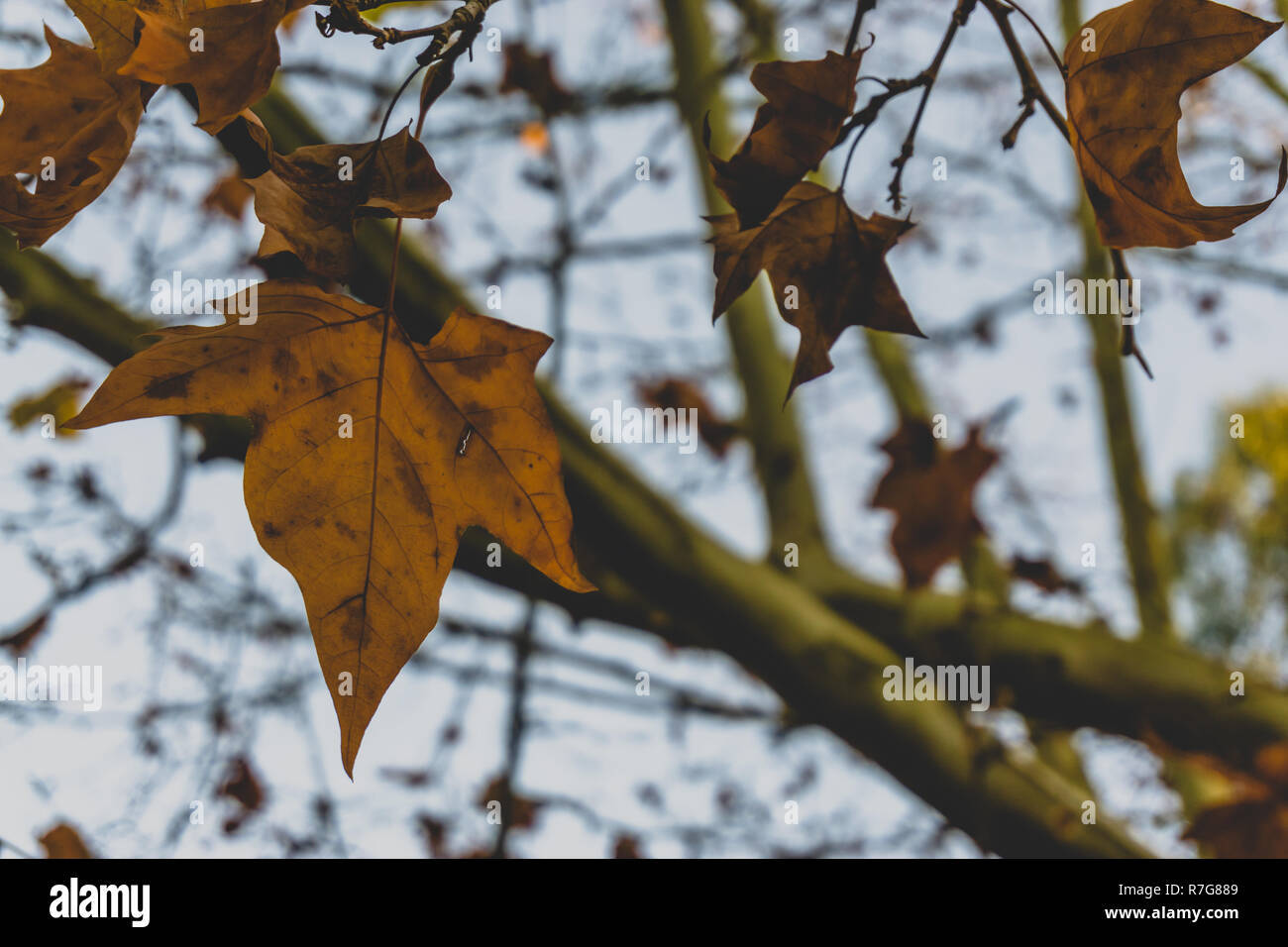 Herbst Ahorn Blätter in Portugal Stockfoto