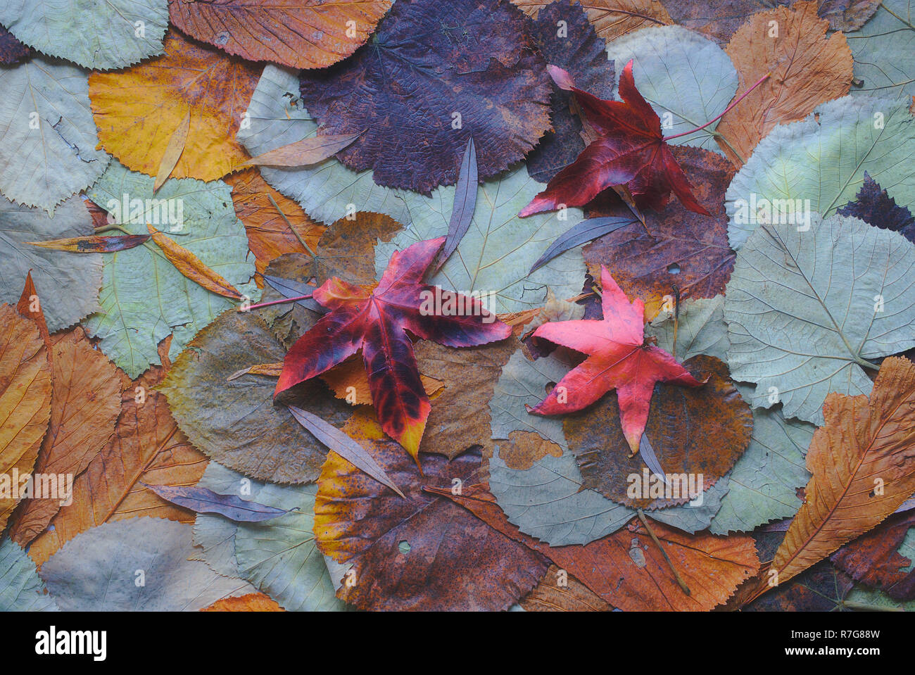 Blätter im Herbst Textur farbenfrohen Herbst, warme Farben Stockfoto