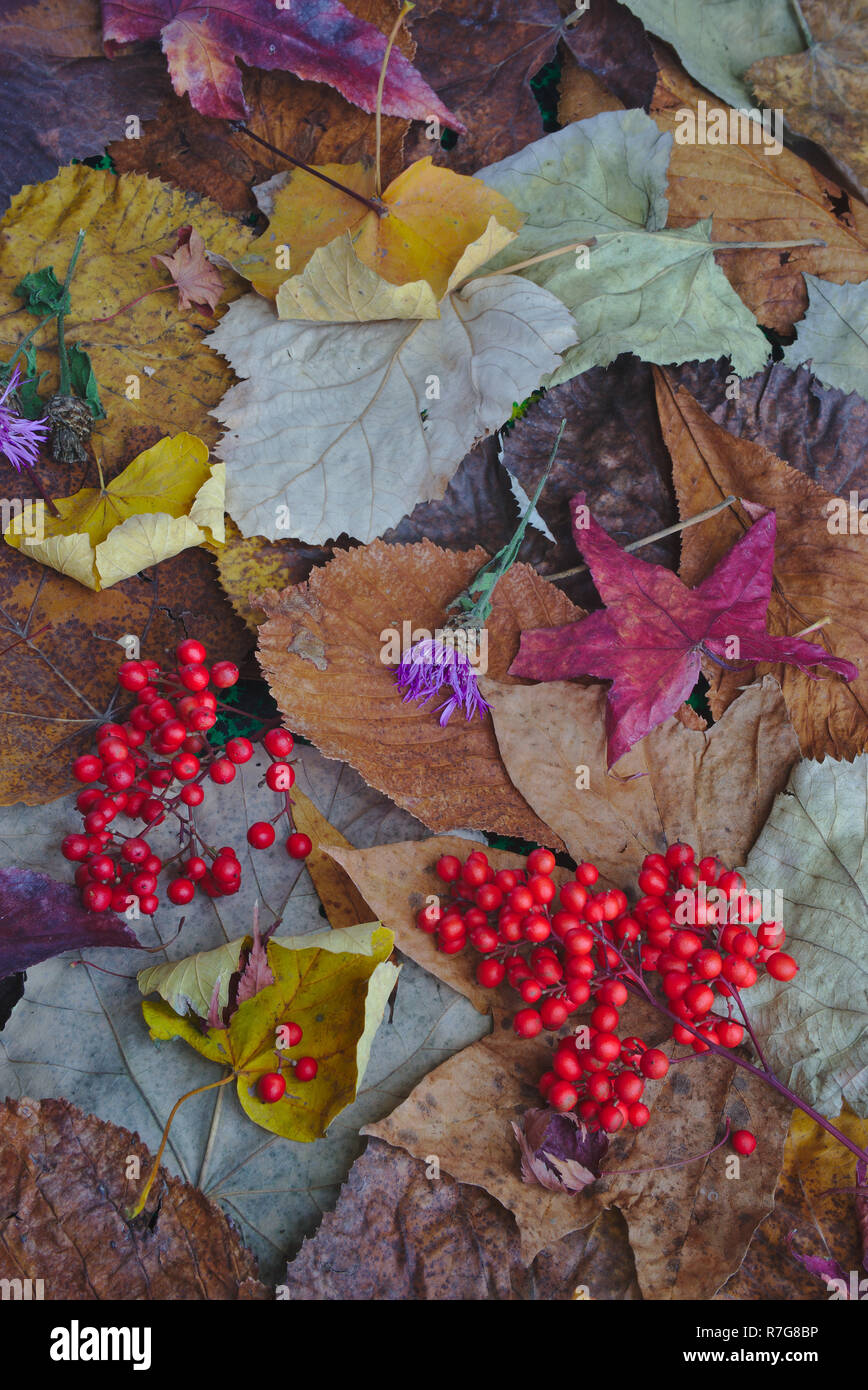 Zusammensetzung auf Laub und roten Beeren im Herbst. Stockfoto