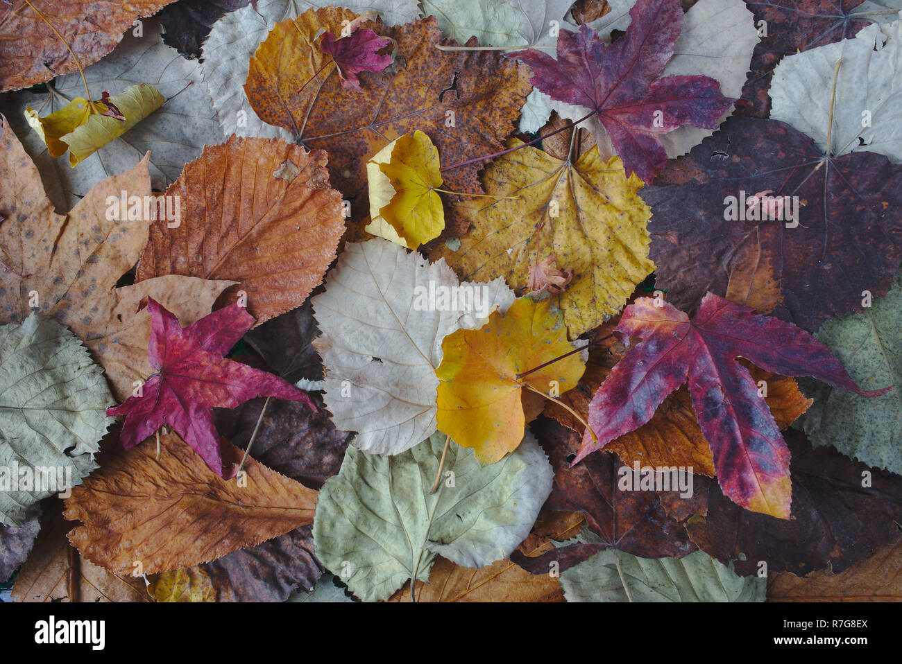 Blätter im Herbst Textur farbenfrohen Herbst, warme Farben Stockfoto