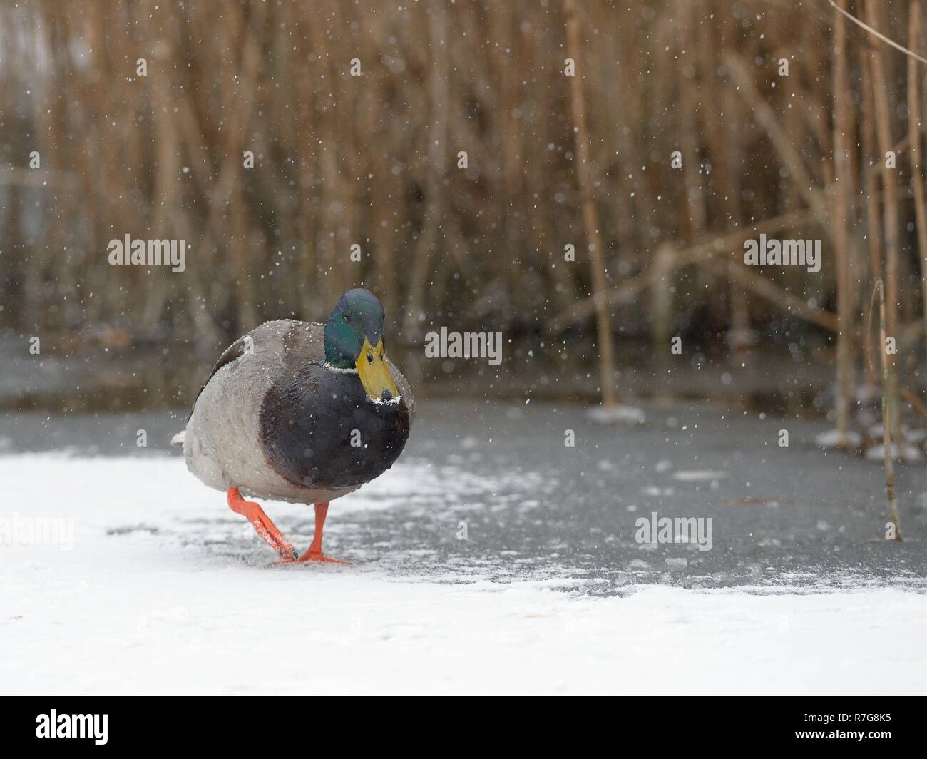 Stockente (Anas platyrhynchos) Drake Wandern auf schneebedeckten zugefrorenen See in der Nähe von Reed Bett im fallenden Schnee, Wiltshire, UK, März. Stockfoto