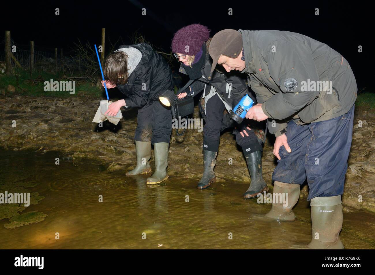 Gruppe von molchen Fotos und Bildmaterial in hoher Auflösung Alamy
