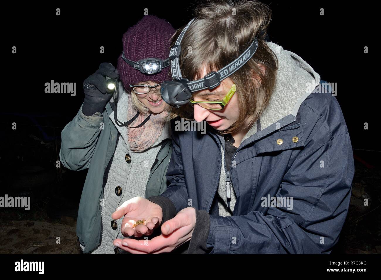 Mitglieder der Reptilien- und Amphibien Gruppe für Somerset Inspektion eines Palmate newt (Lissotriton helveticus) auf eine nächtliche Umfrage, Somerset, UK gefunden. Stockfoto