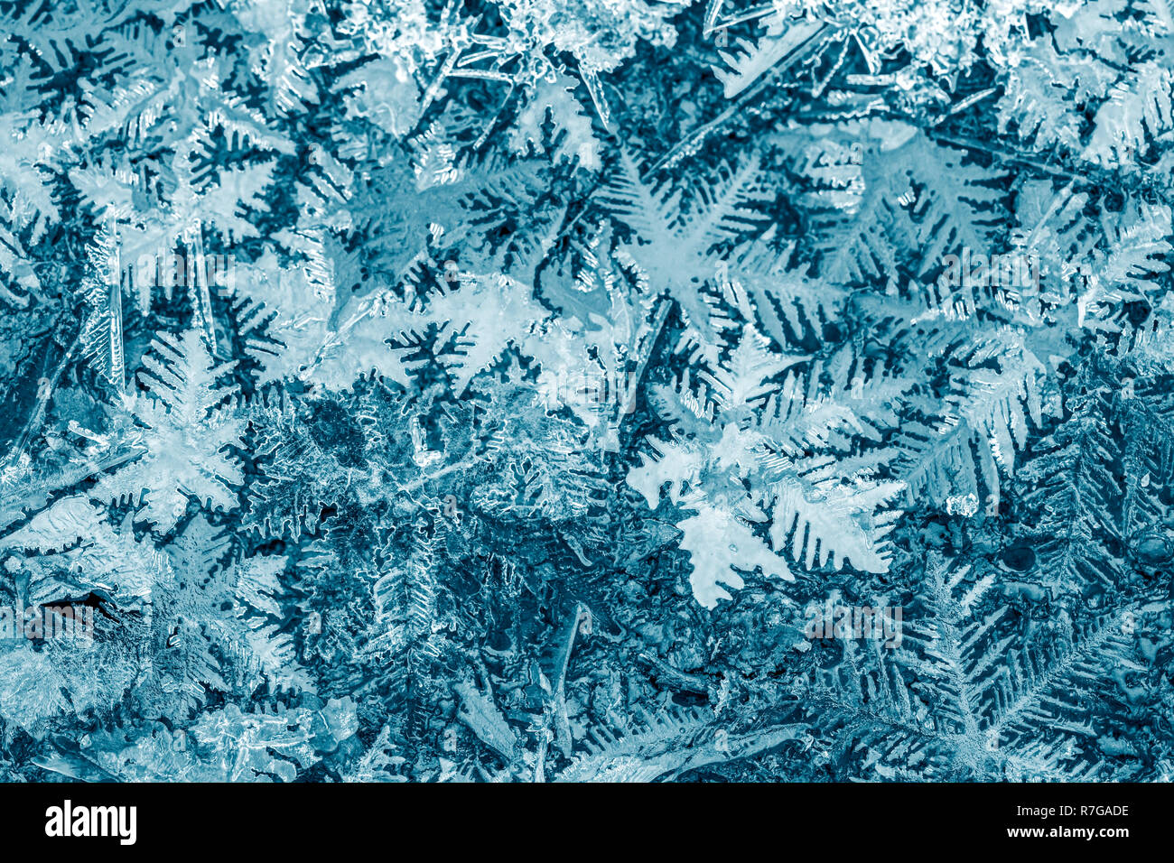Natürliche Schneeflocken Kristalle Makroaufnahme. festliche Winter Hintergrund Stockfoto