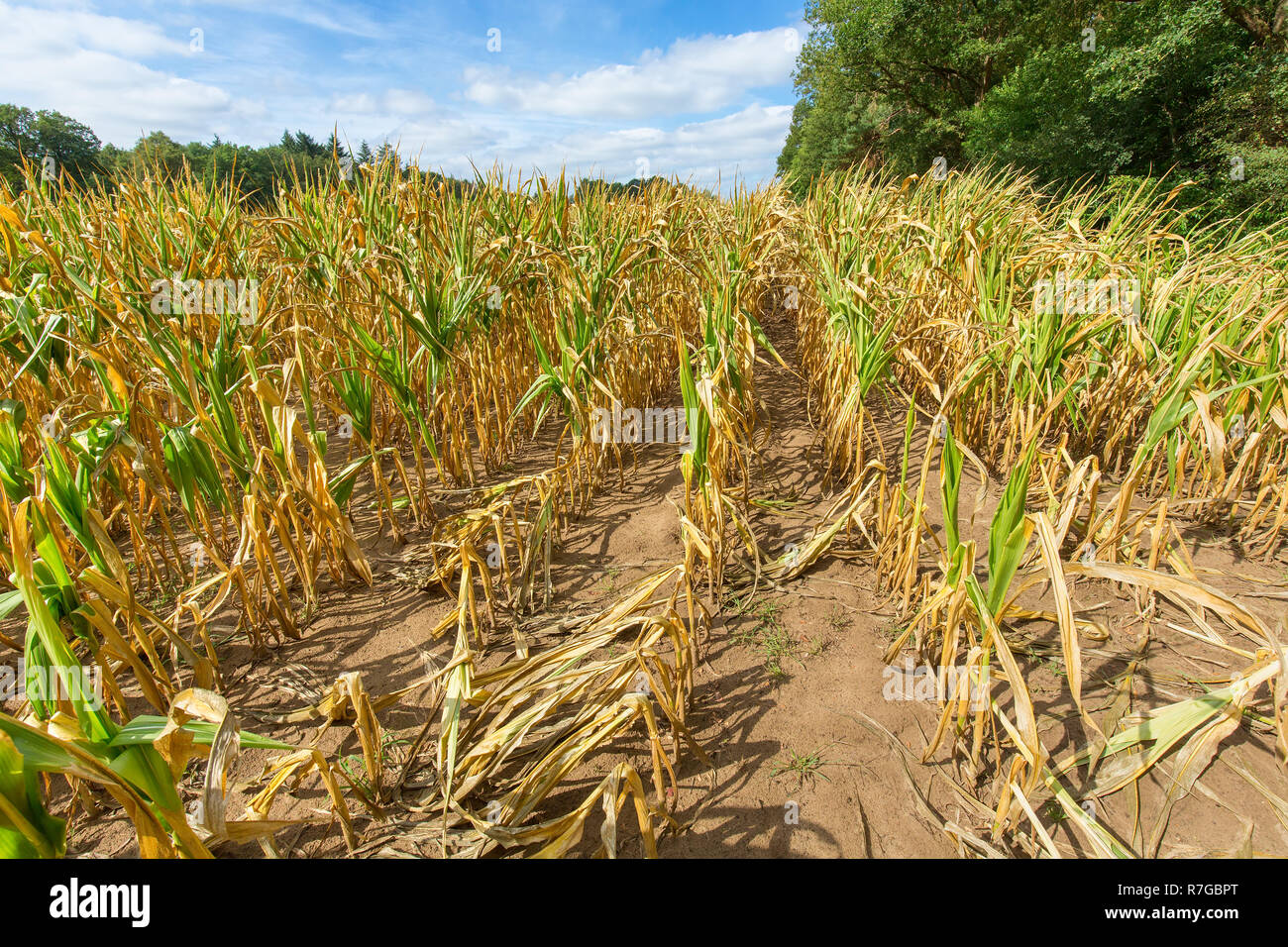 Schäden in der Landwirtschaft mit getrockneten Mais Pflanzen im Sommer Stockfoto