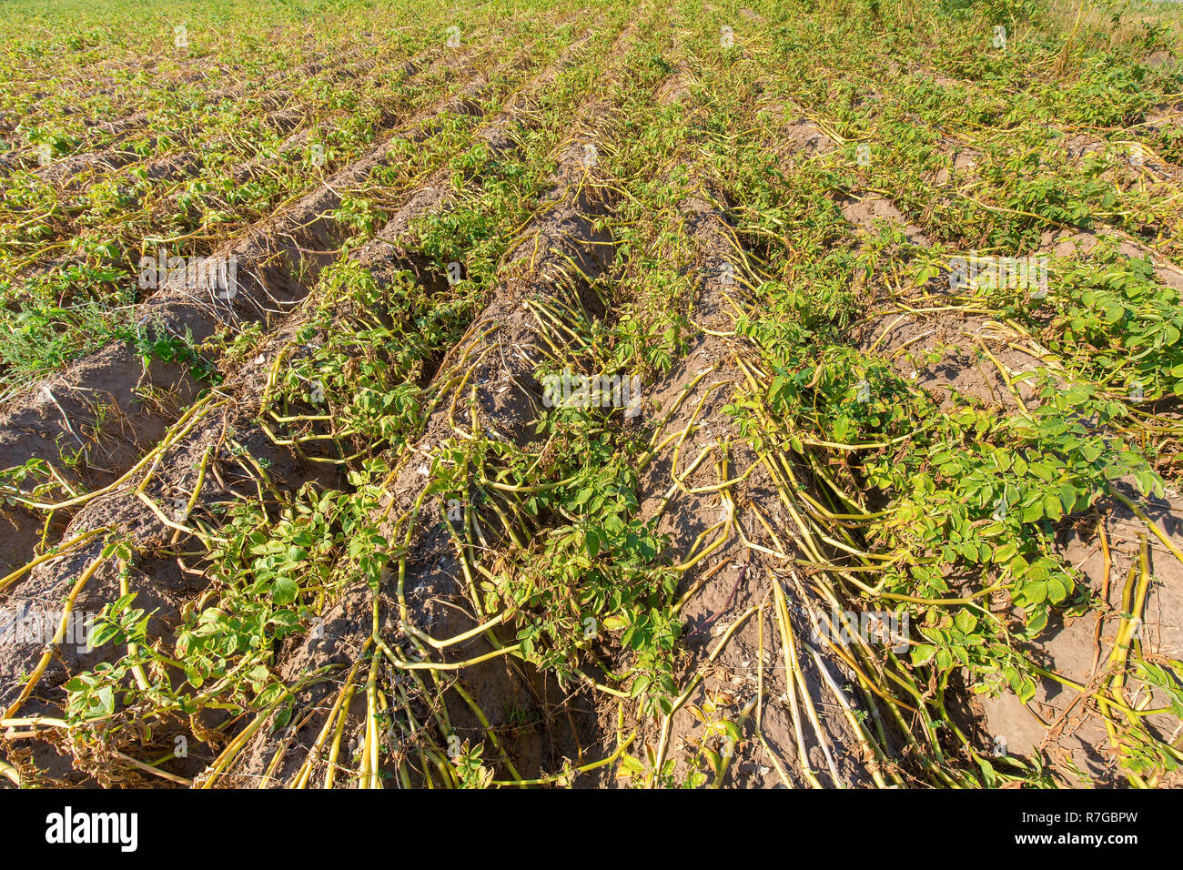 Getrocknete Kartoffeln Pflanzen auf niederländischen landwirtschaftlichen Bereich in trockenen Sommer Saison Stockfoto