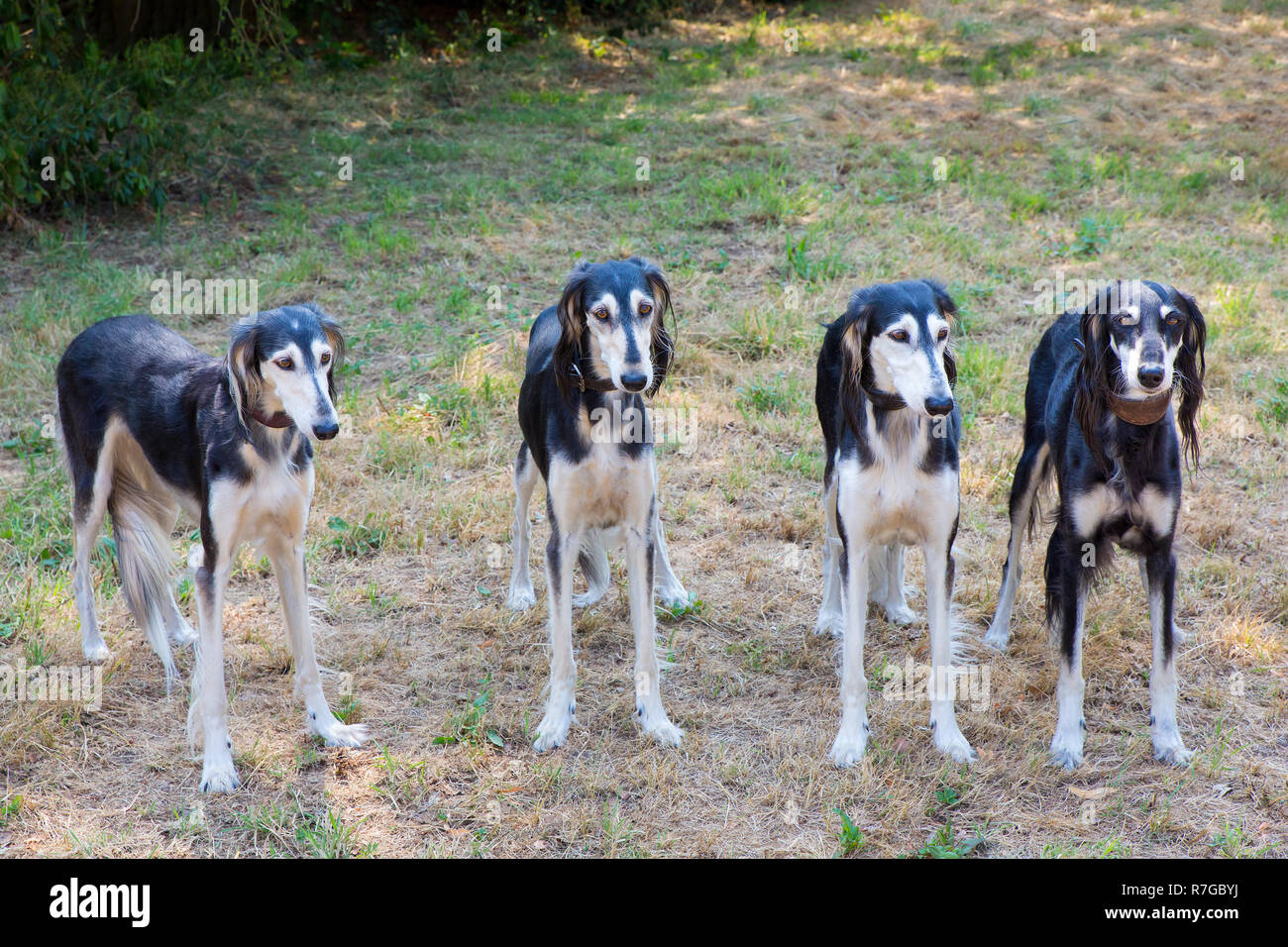 Gruppe von vier persische Windhunde zusammen Seite an Seite Stockfoto