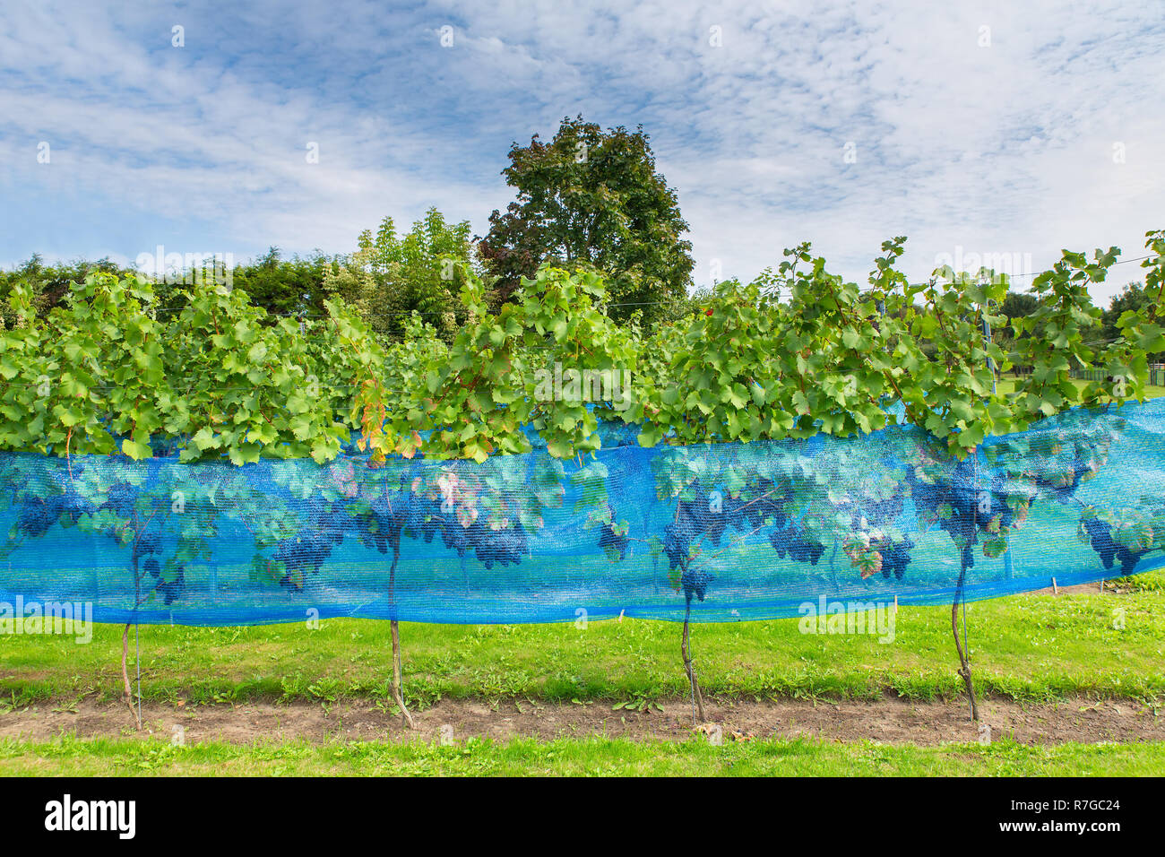 Reihe der Blauen Traube Pflanzen mit Vogel net in europäischen Weinberg Stockfoto