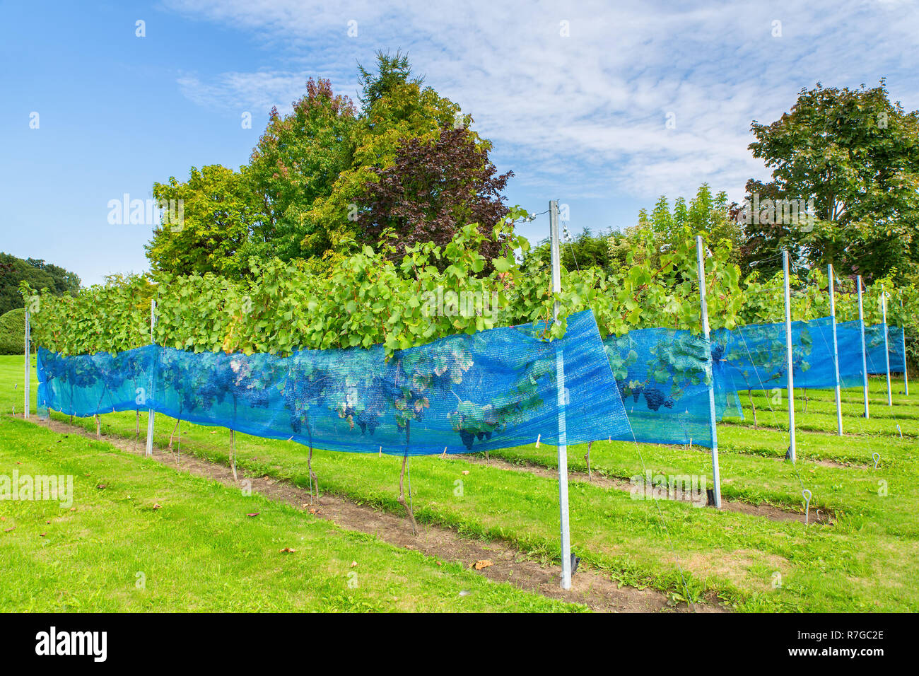 Reihen der Blauen Traube Pflanzen mit Schutz Netze in europäischen Weinberg Stockfoto