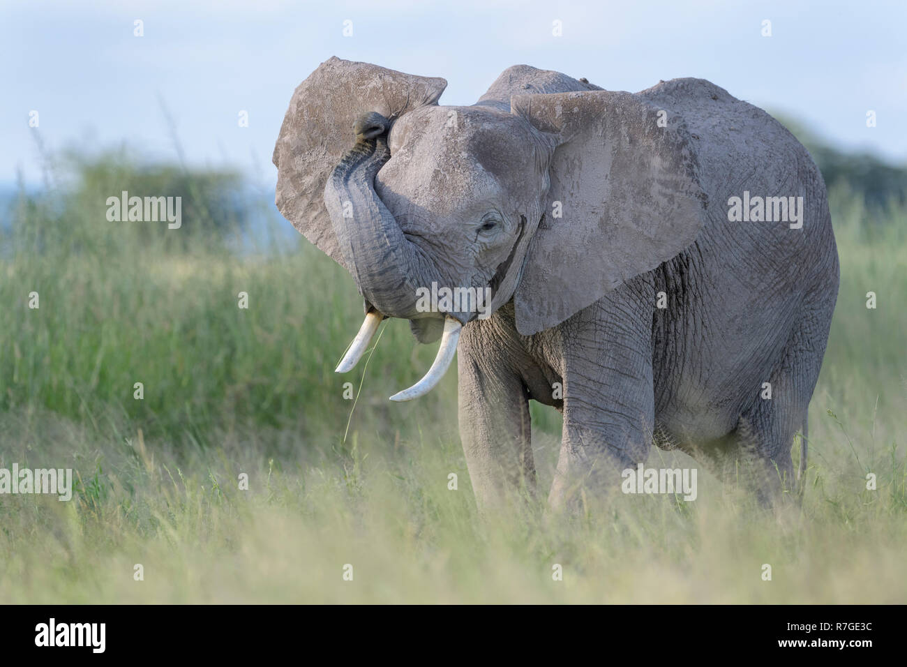 Junger Afrikanischer Elefant (Loxodonta africana) stehen in Wiesen, in der Nähe, riechen am Photographen, Amboseli National Park, Kenia. Stockfoto