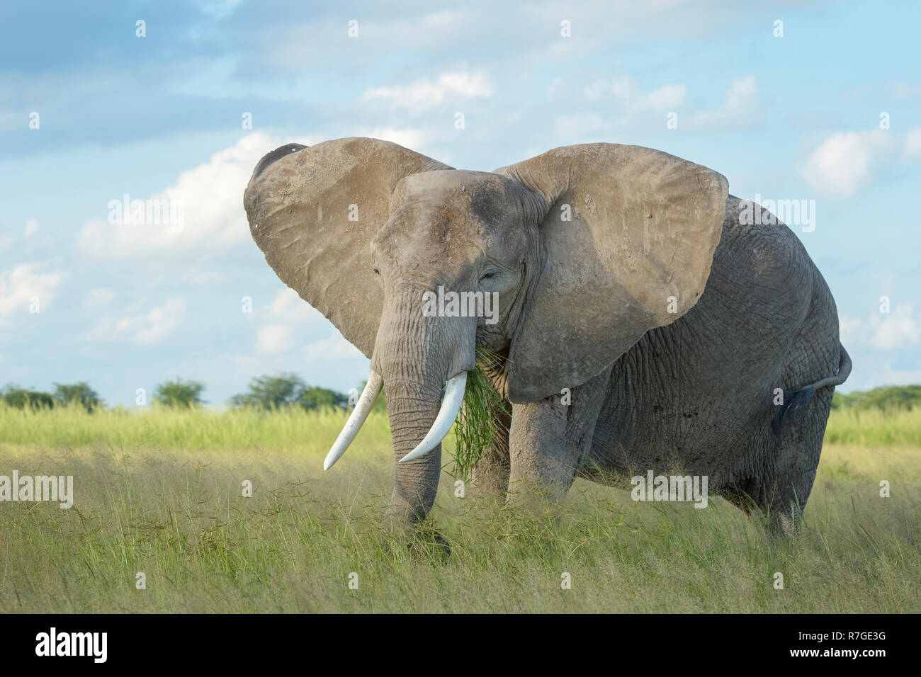 Afrikanischer Elefant (Loxodonta africana) Verfütterung von Gras, Amboseli National Park, Kenia. Stockfoto