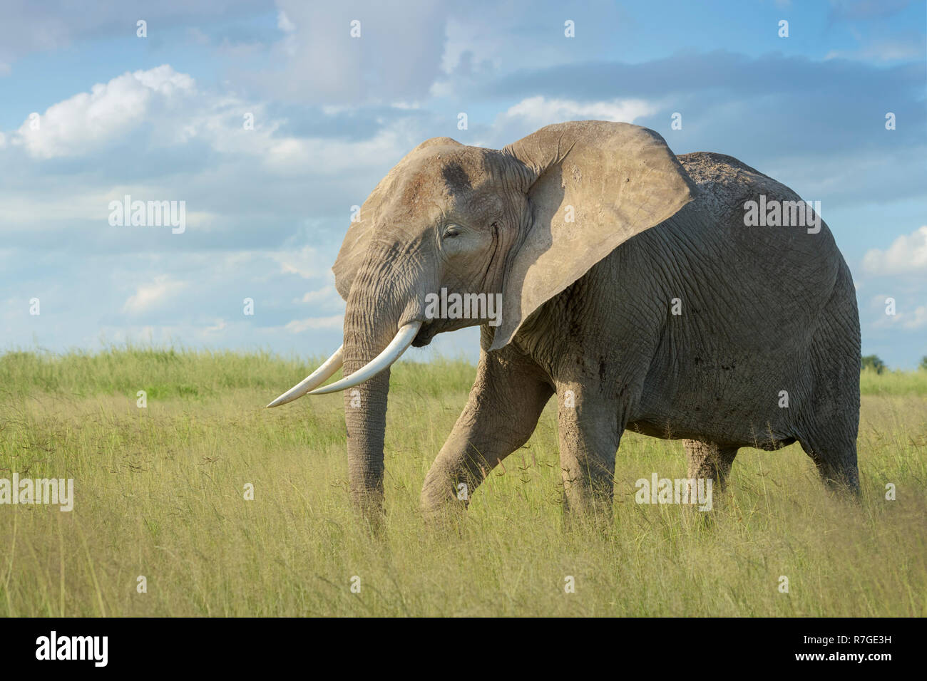 Afrikanischer Elefant (Loxodonta africana) Wandern im hohen Gras auf der Savanne, Amboseli National Park, Kenia. Stockfoto