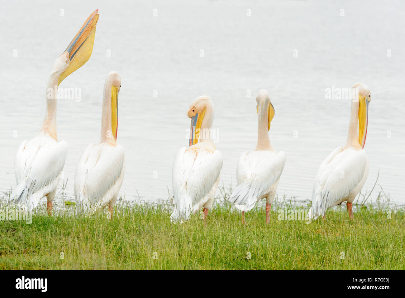 Große weiße Pelikane (Pelecanus onocrotalus) stehen neben dem See, Rückansicht, Amboseli National Park, Kenia. Stockfoto