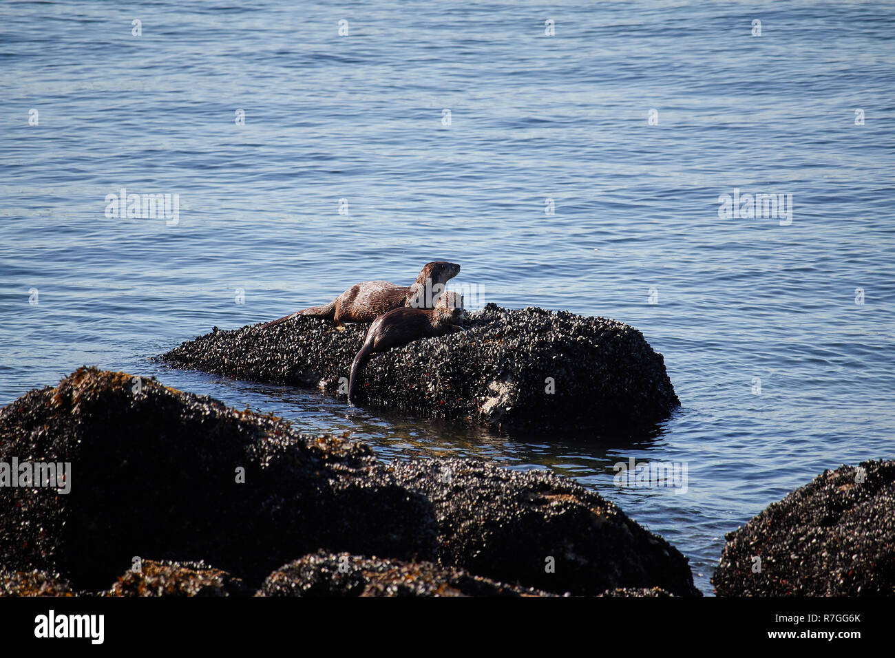 Otter, Vancouver, Kanada Stockfoto