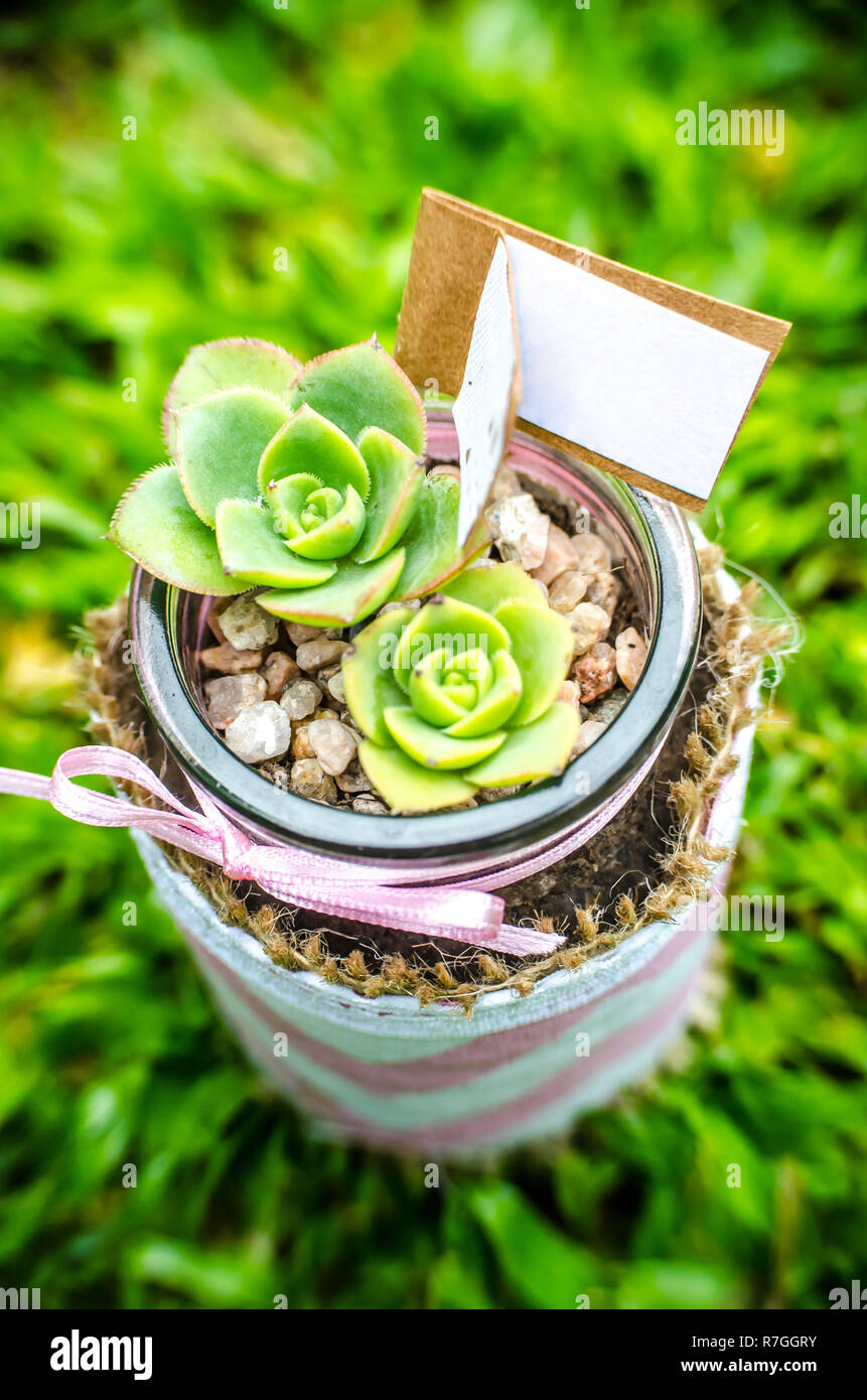 Saftige Souvenir grüne Pflanze. Geschenk Idee. Dekoration. Stockfoto