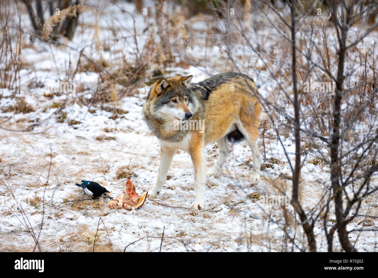 Herrliche Wolf über ein Stück Fleisch im Wald Stockfoto