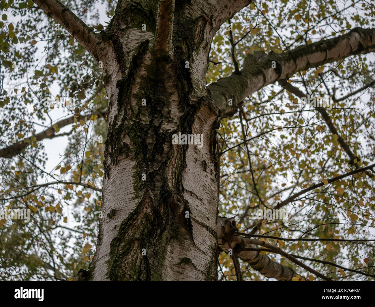 Nahaufnahme einer Birke Baumstamm, Ausgewählte konzentrieren Stockfoto