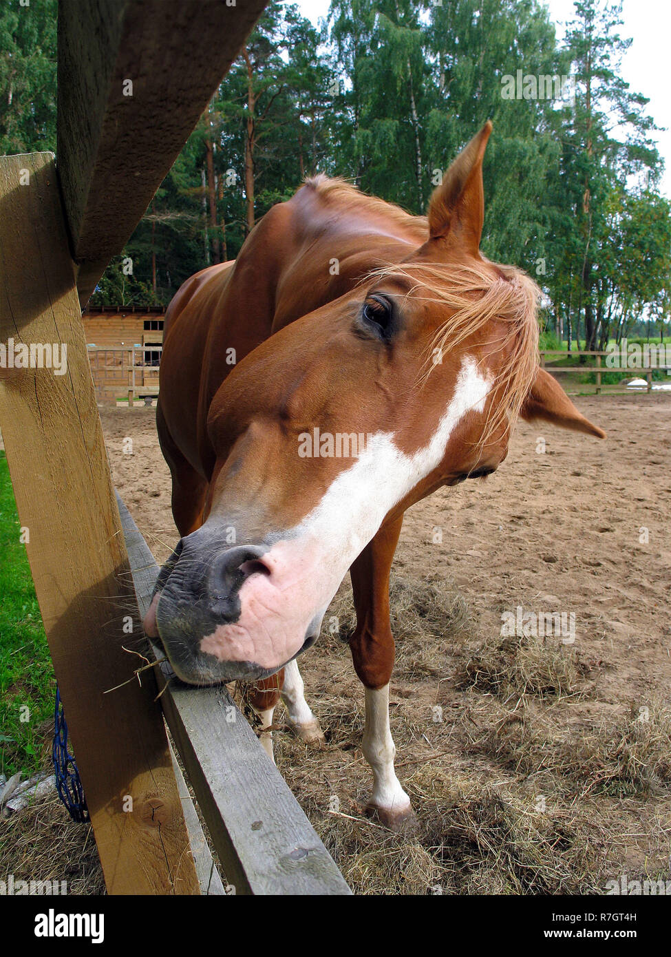 Funny cute braunes Pferd mit weißem Streifen im Gesicht Kratzer Fang in der Nähe von Holz- paddock Einzäunung Stockfoto