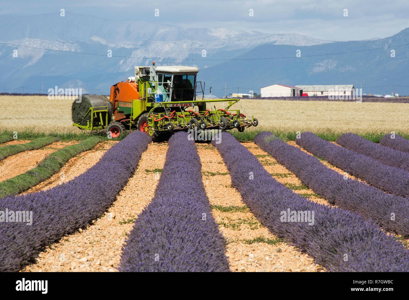 Lavendel Ernte, Plateau de Valensole, Provence, Frankreich Stockfoto