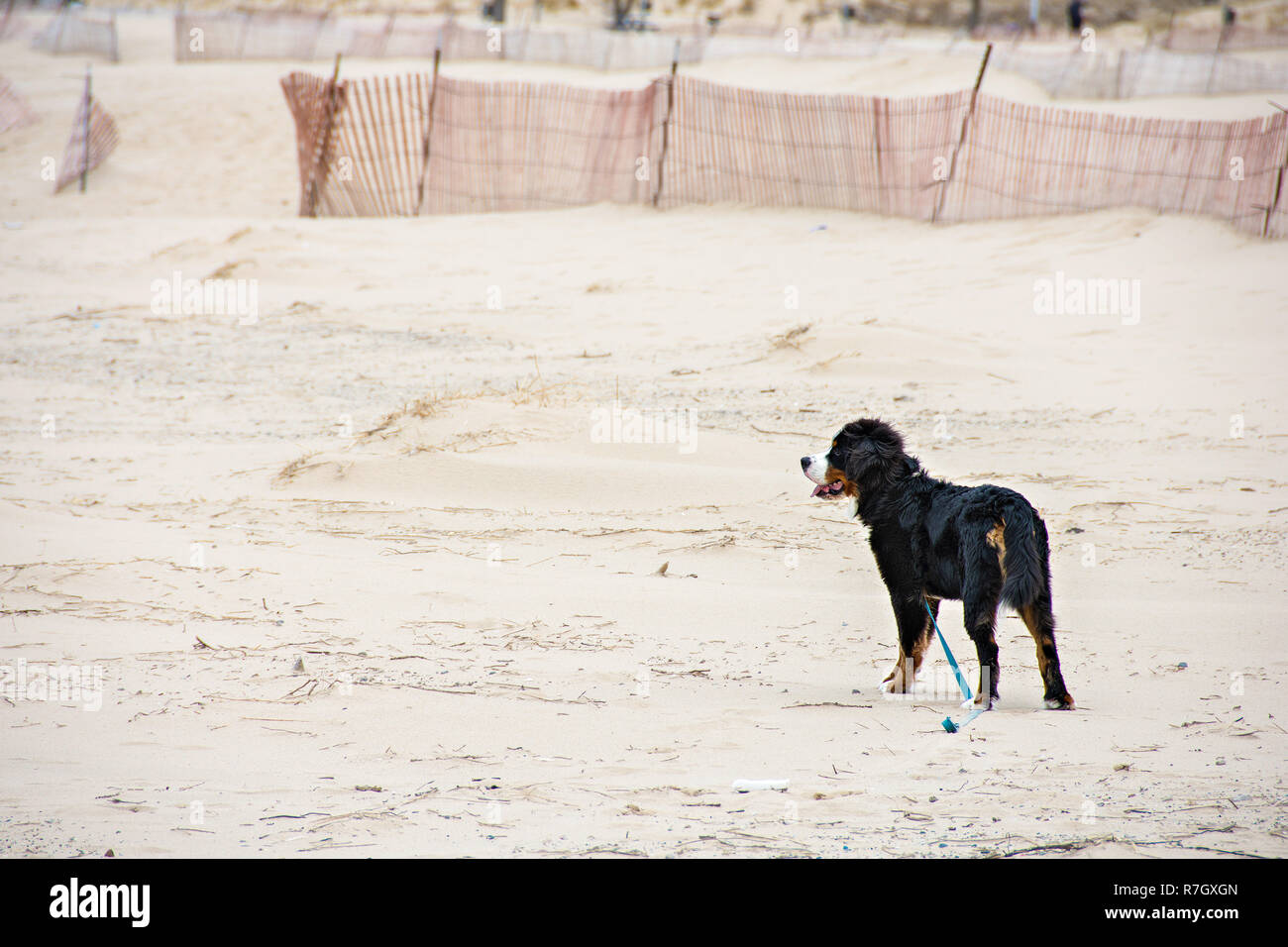 Berner Sennenhund mit lockerer Leine stehend auf Strand sand Stockfoto