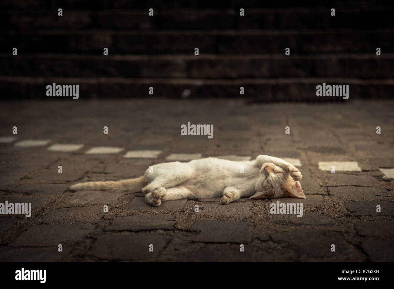 Nettes Ruhiges Schlafen Obdachlose Katzchen Entspannen In Lustige Stellen Auf Der Strasse Stockfotografie Alamy