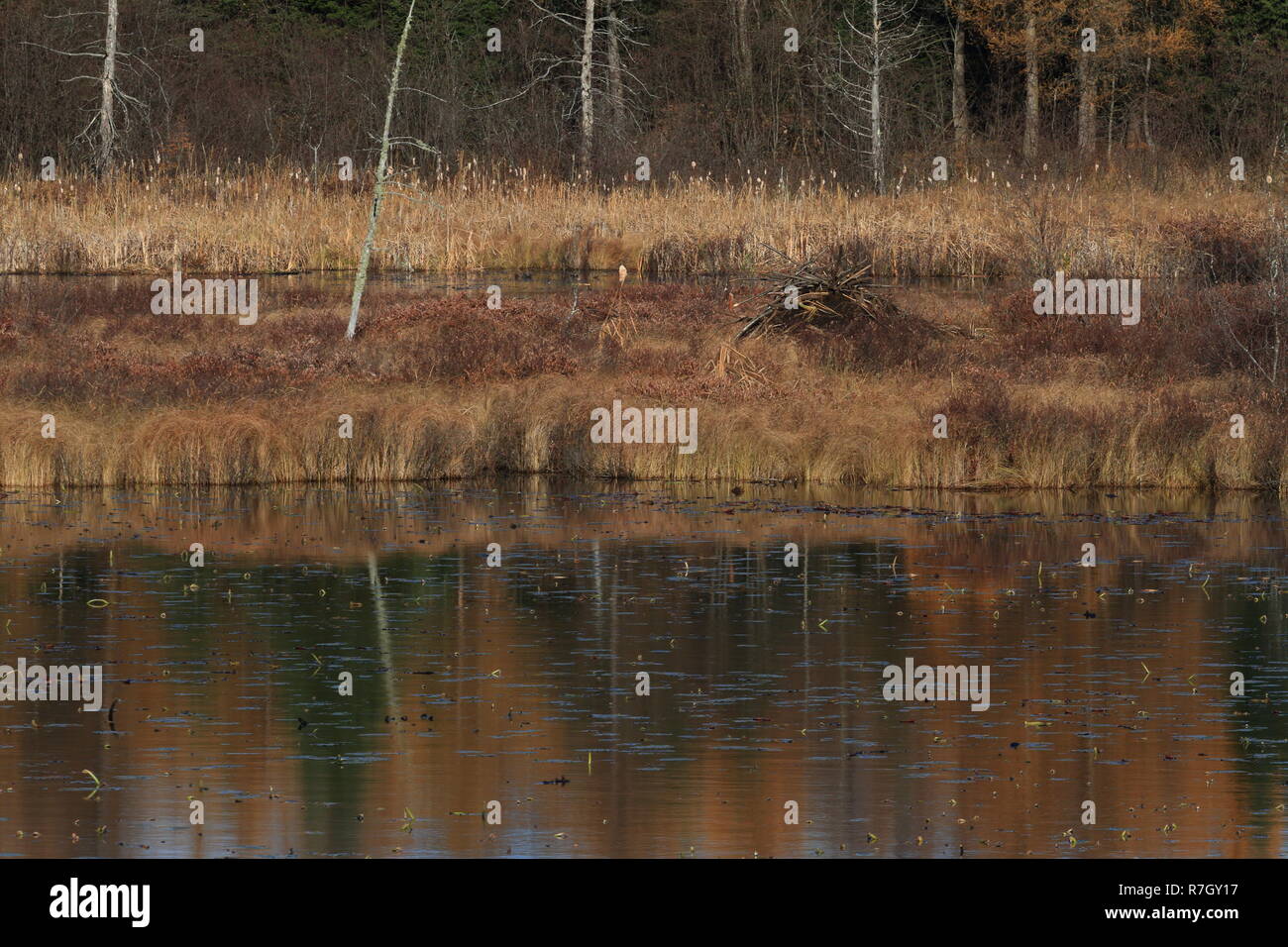 Quebec, Kanada. Eine frische gebaut Beaver Lodge Stockfoto