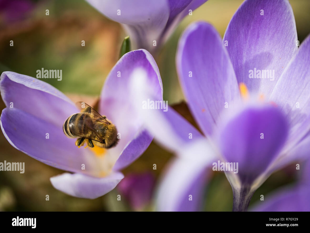 Biene sammelt und trägt Nektar von Krokus, makroökonomische Bild Stockfoto
