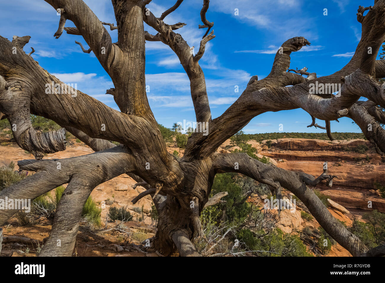 Tot Pinyon Kiefern, Pinus edulis, Niederlassungen in der Nähe von Moon House Ruin auf Cedar Mesa, einst Teil der Bären Ohren National Monument, Utah, USA Stockfoto