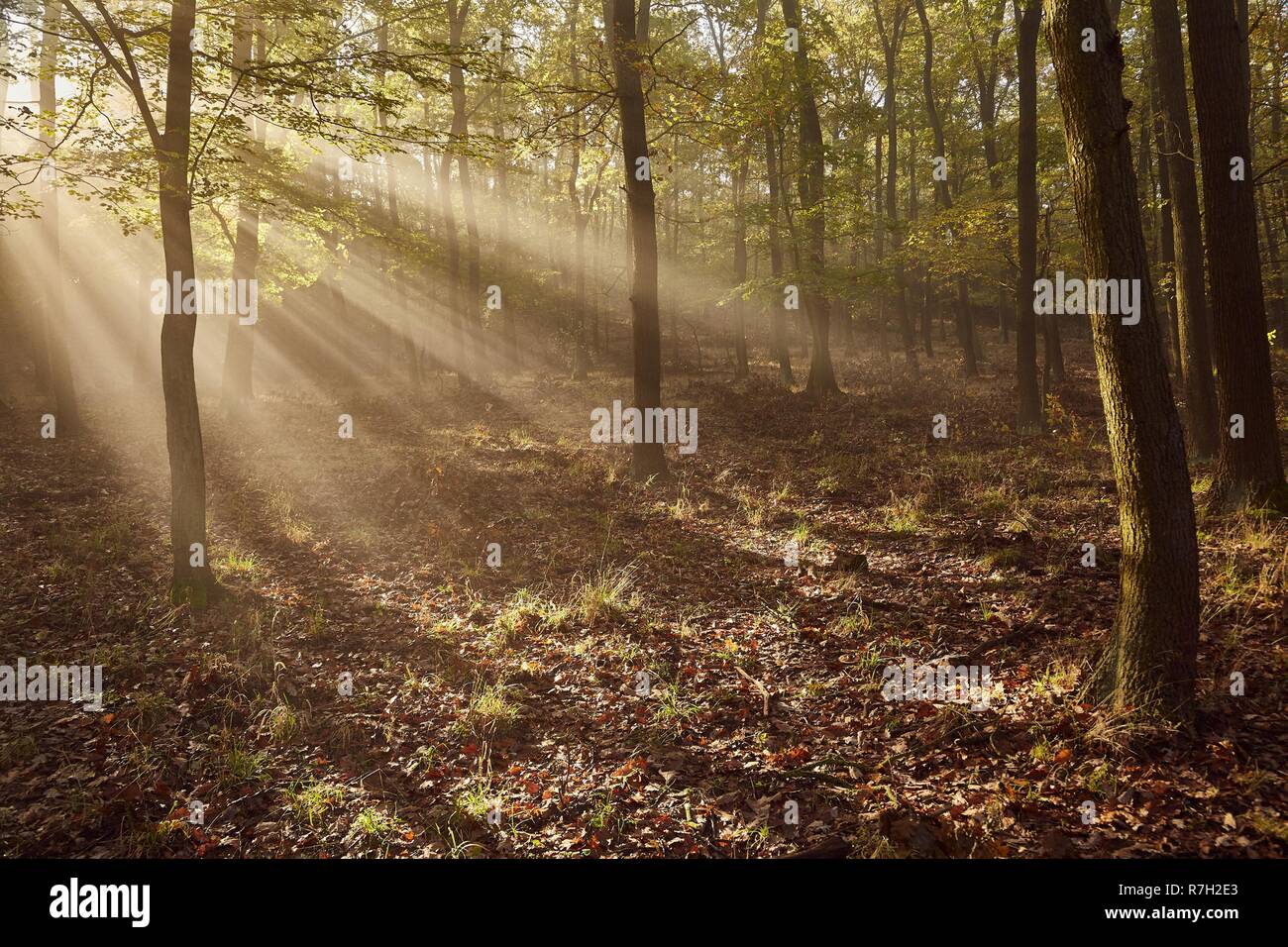 Wald mit Lichtstrahlen Stockfoto