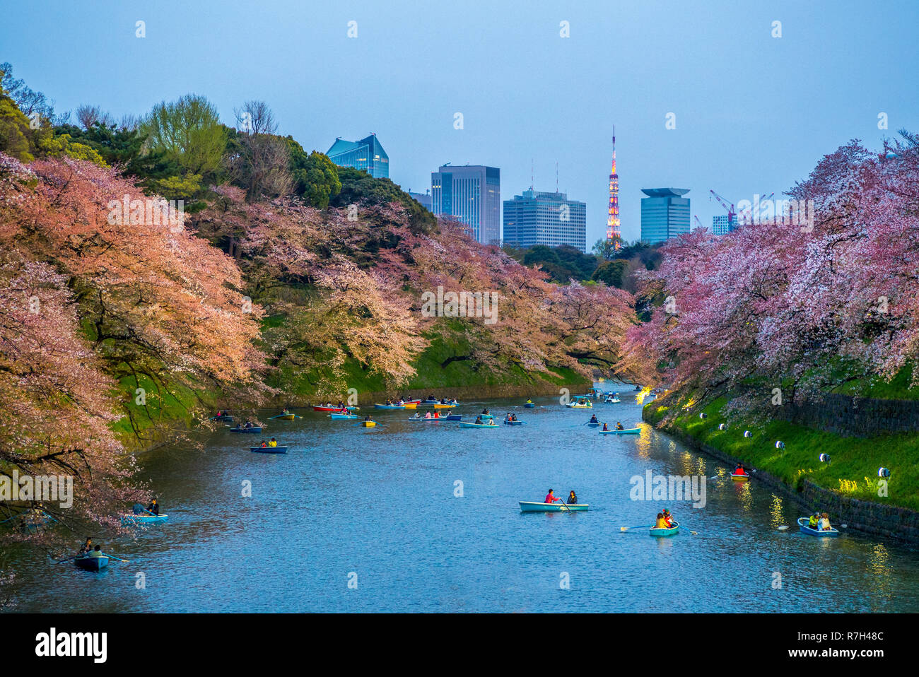 Cherry Blossom bei chidori ga Fuchi, Tokio, Japan Stockfoto