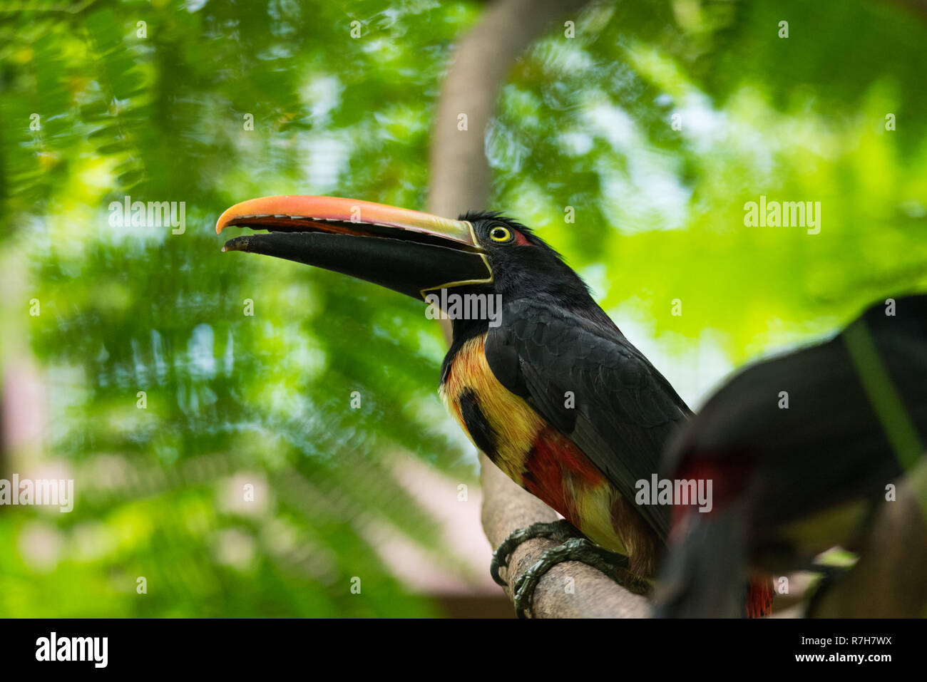 Glücklich und fröhlich Collared aracari (Pteroglossus torquatus) Toucan ist ein in der Nähe von säugetierart. Stockfoto