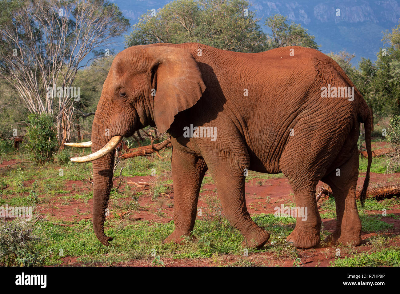 Afrikanischer Elefant Loxodonta africana Nahaufnahme im Profil auf der Zimanga Private Game Reserve in Südafrika Stockfoto