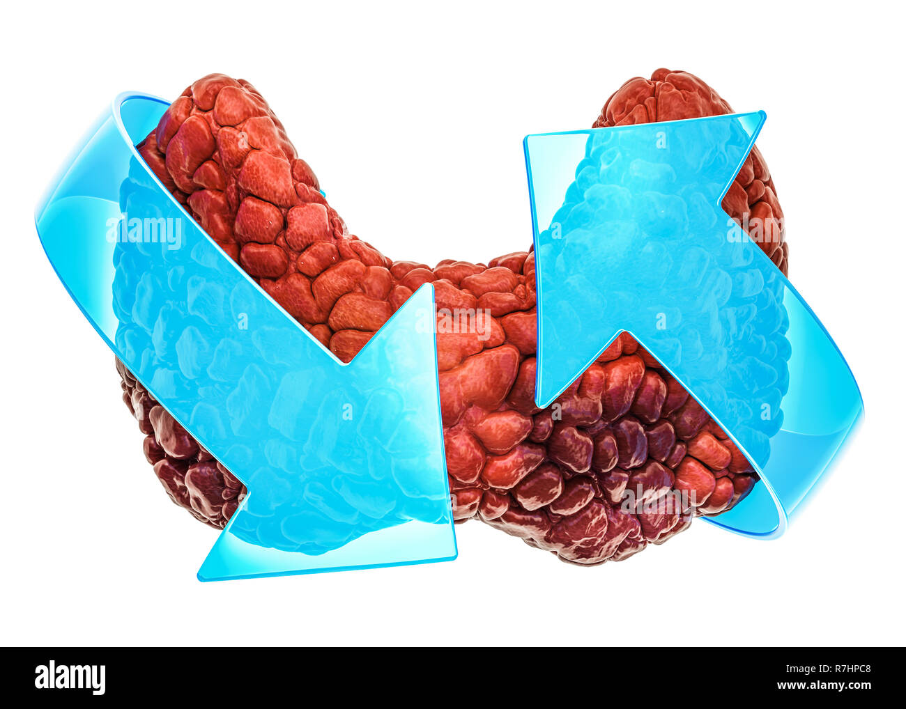 Die menschliche Schilddrüse mit Pfeilen. Behandlung und Verwertung Konzept. 3D-Rendering auf weißem Hintergrund Stockfoto