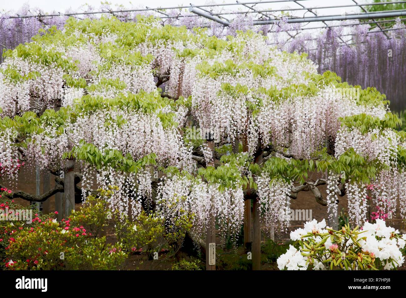 Grosse Und Schone Weisse Wisteria Im Garten Der Ashikaga Flower Park In Japan Stockfotografie Alamy