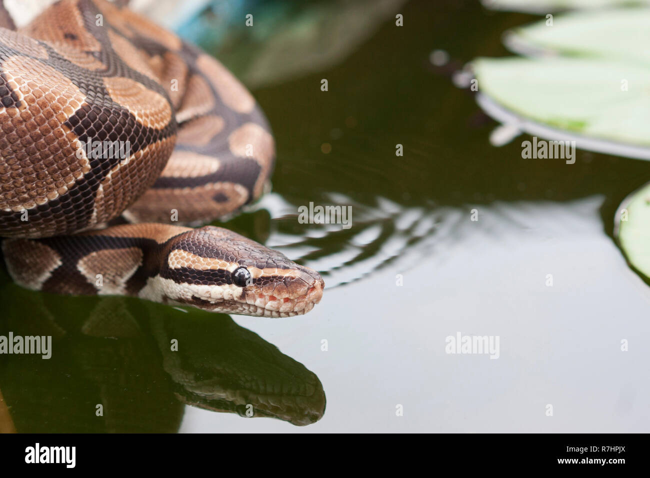 Eine Schlange in der Nähe von einem Teich Stockfoto