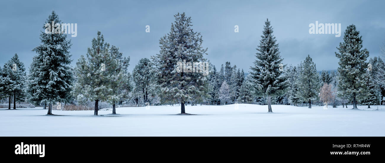 In der Natur mehrere perfekte Kiefern mit Schnee auf dem Boden und kühlen Farben des Winters Stockfoto