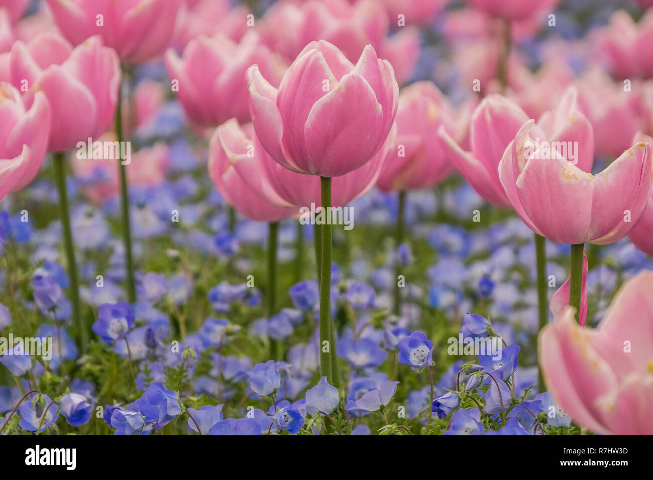 Tulpenfeld in Nabana keine Sato, einem berühmten Blumengarten in Japan Stockfoto