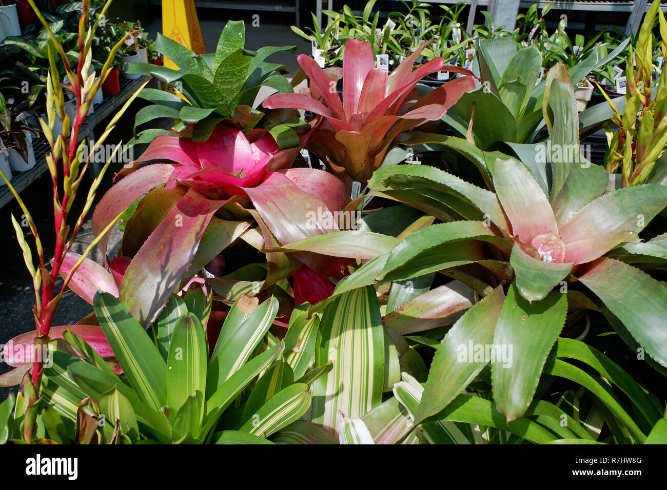 Australische Bromelien Stockfoto