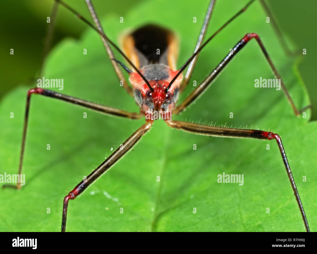 Makrofotografie von Assassin Bug auf grünes Blatt Stockfoto