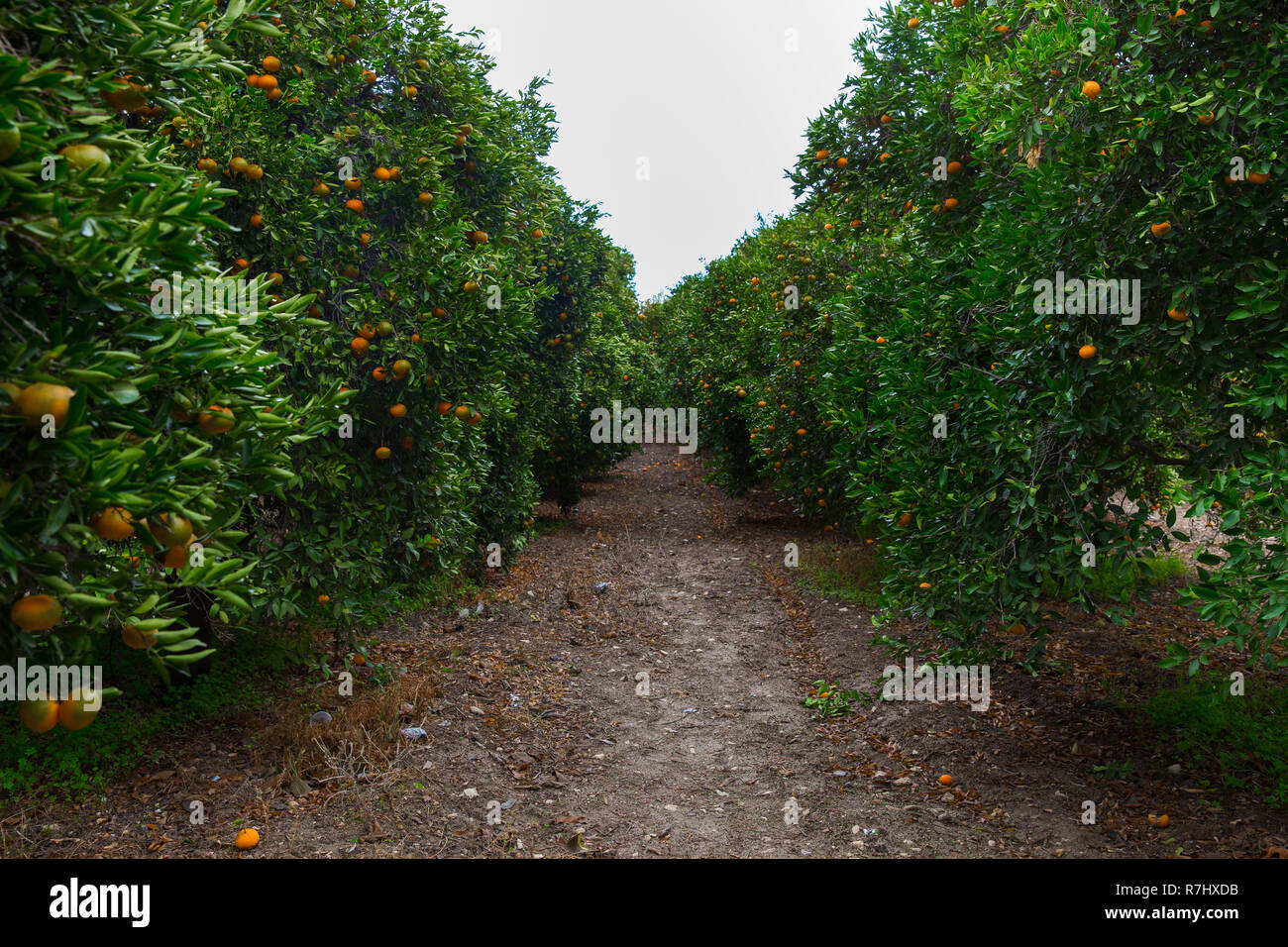 Stadt Paphos, Zypern. Mandarinen Baum mit orange Zitrusfrüchte. Reisebilder 2018, Dezember. Stockfoto