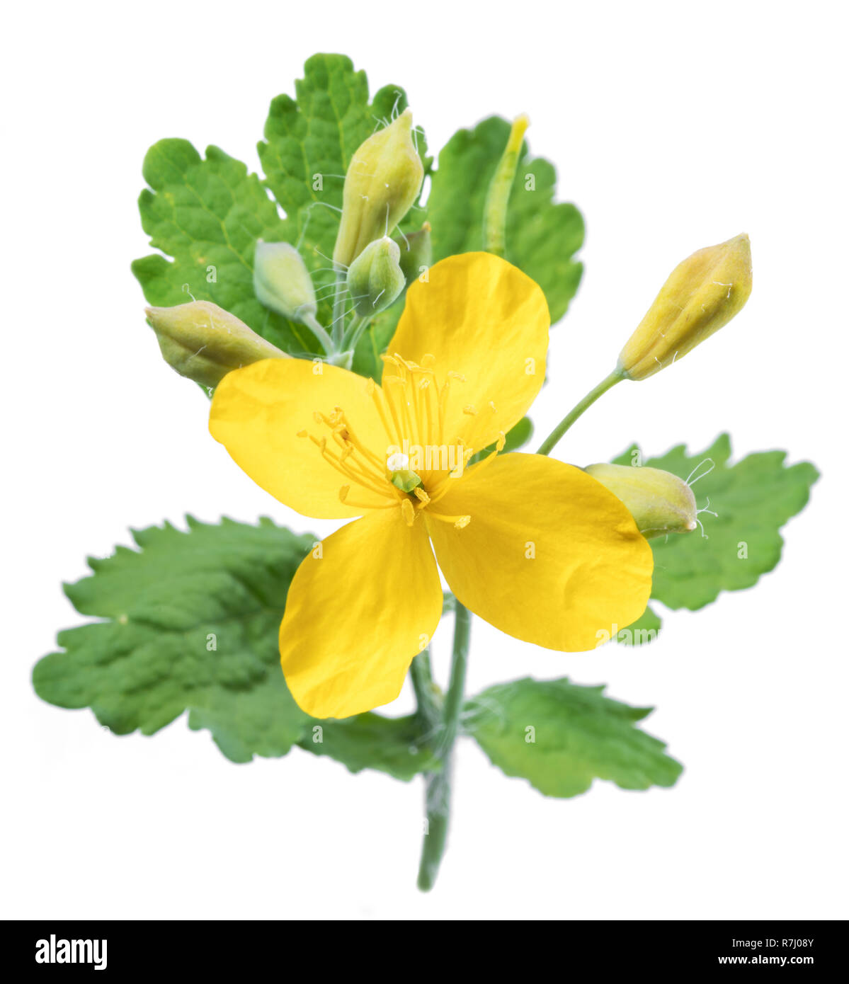 Schöllkraut. Gelbe Blüte mit grünen Blättern auf weißem Hintergrund. Stockfoto