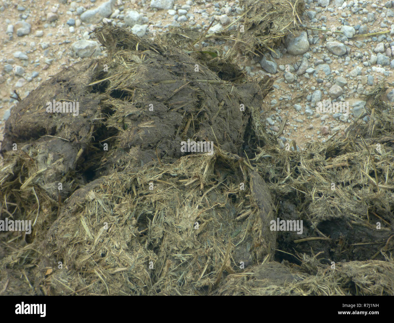 Ein Haufen von Elefant dung. In Tansania fotografiert. Stockfoto