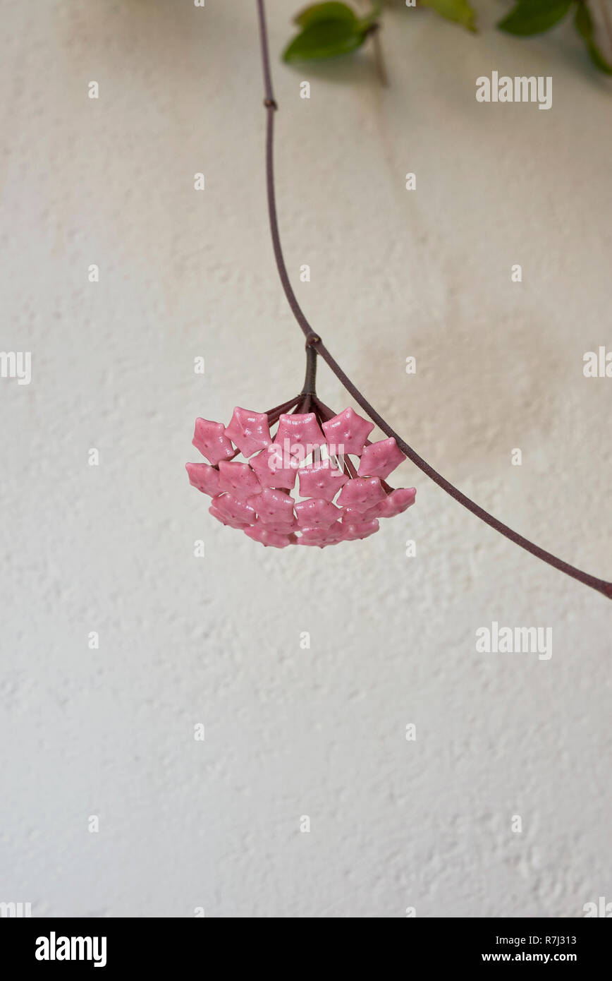 Hoya carnosa in voller Blüte Stockfoto