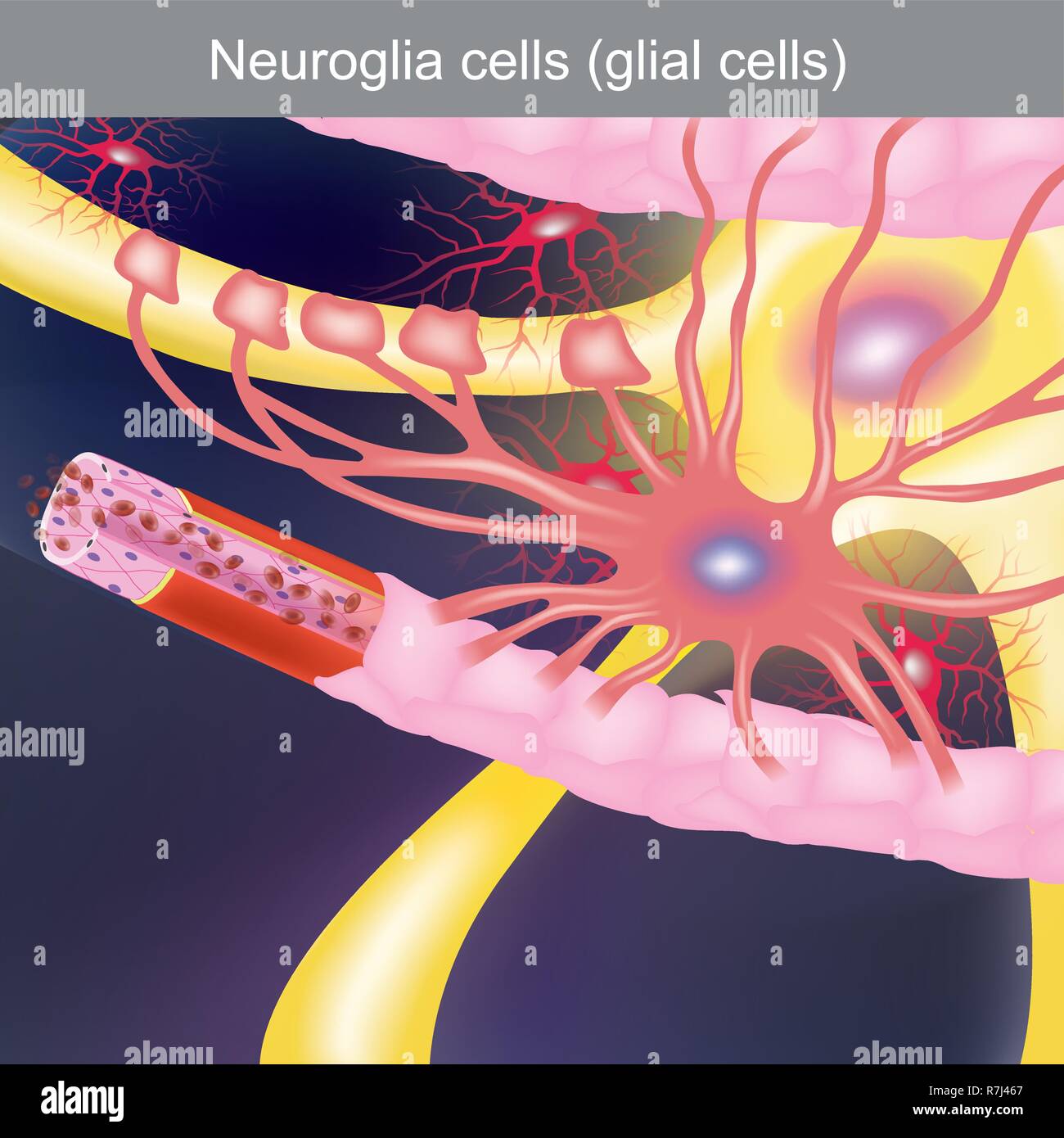 Die Pflicht ist das zentrale Nervensystem zu behandeln, die Nahrung und Sauerstoff zu den Nervenzellen. Stock Vektor