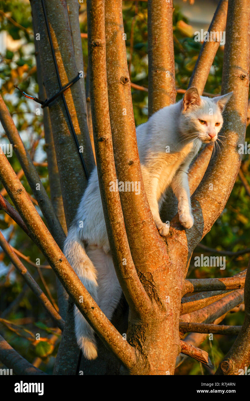 Weiße Katze klettert einen Baum Stockfoto