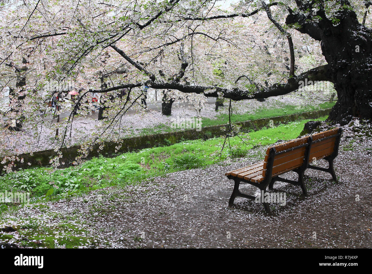 Hirosaki, Japan - Kirschblüte (Sakura) in berühmten Schlosspark. Cherry Blütenblätter. Stockfoto