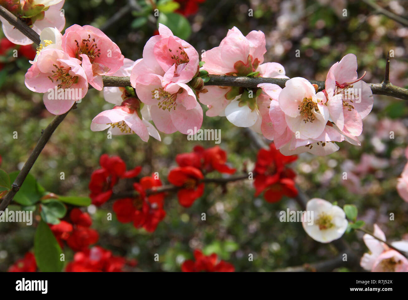 Blühende japanische Quitte (Chaenomeles cathayensis) in einem Garten in Arashiyama, Kyoto, Japan. Flora von Japan. Stockfoto